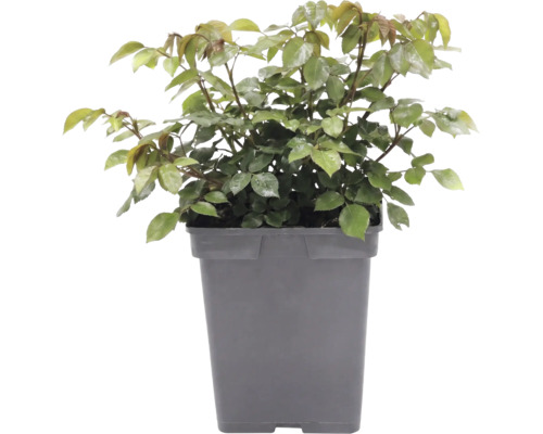 Ros FLORASELF Rosa 'Garden of Roses' Co 5L