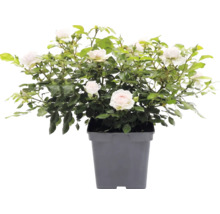 Ros FLORASELF Rosa 'Garden of Roses' Co 5L