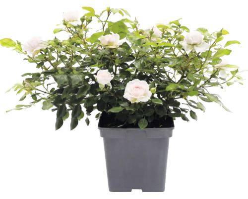 Ros FLORASELF Rosa 'Garden of Roses' Co 5L