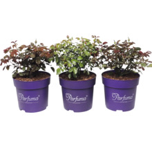 Tre rosenplantor Parfuma Collection i lila krukor med gröna blad och blomknoppar.