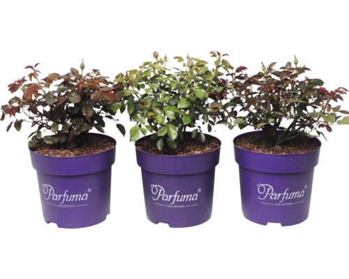 Tre rosenplantor Parfuma Collection i lila krukor med gröna blad och blomknoppar.