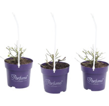 Tre ungplantor i lila krukor från Parfuma Collection med bärhandtag.