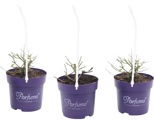 Tre ungplantor i lila krukor från Parfuma Collection med bärhandtag.