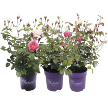 Tre blommande rosenplantor från Parfuma Collection med knoppar i lila krukor med Parfuma Collection Logo.