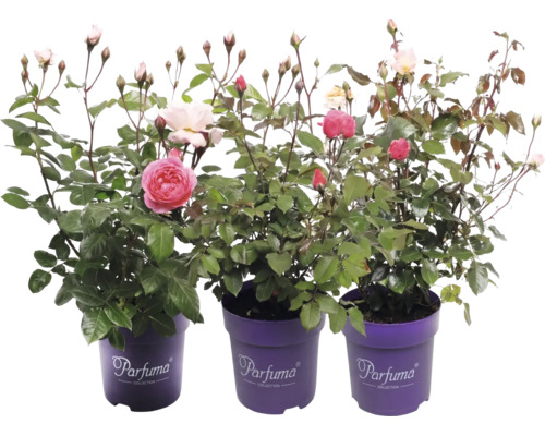 Tre blommande rosenplantor från Parfuma Collection med knoppar i lila krukor med Parfuma Collection Logo.