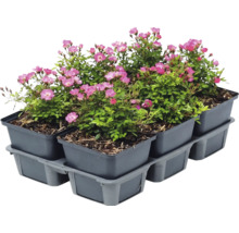 Sex stycken marktäckande rosor med rosa blommor i grå plastkrukor på en bricka.