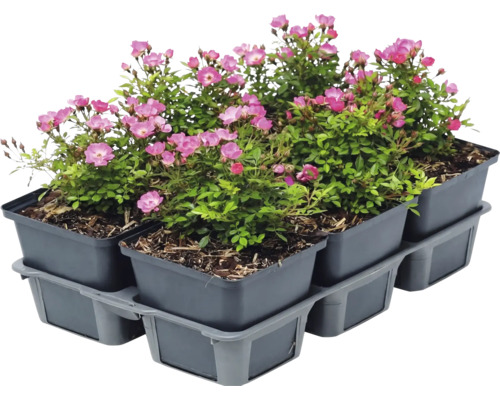Sex stycken marktäckande rosor med rosa blommor i grå plastkrukor på en bricka.