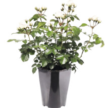 Vit rosenplanta med gröna blad och knoppar i en svart plastkruka.