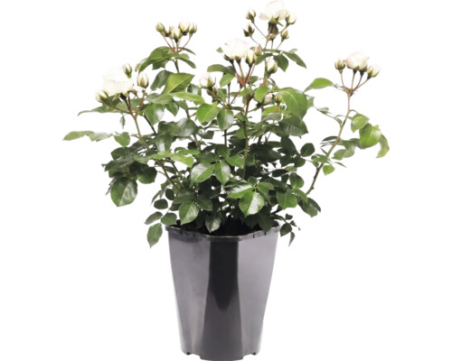 Vit rosenplanta med gröna blad och knoppar i en svart plastkruka.