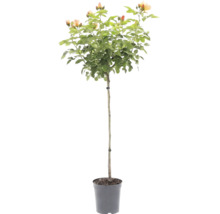 Stamros med aprikosfärgade blommor i en plastkruka.