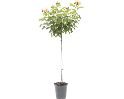 Stamros med aprikosfärgade blommor i en plastkruka.
