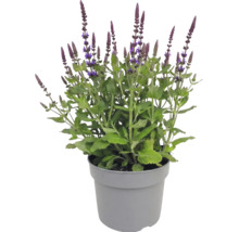 Stäppsalvia i kruka med gröna blad och upprättstående lila blomax.