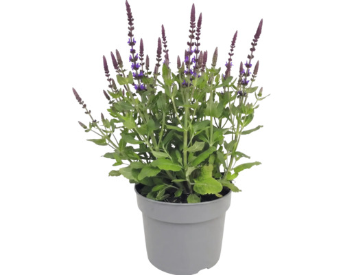 Stäppsalvia i kruka med gröna blad och upprättstående lila blomax.