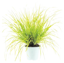 Prydnadsgräs Pennisetum i en vit plastkruka med ljusgröna, smala strån.