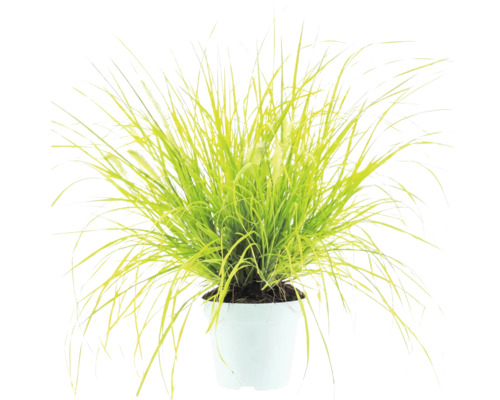 Prydnadsgräs Pennisetum i en vit plastkruka med ljusgröna, smala strån.