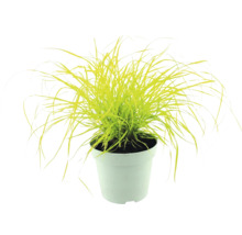 Bunkestarr Carex elata Aurea i vit kruka