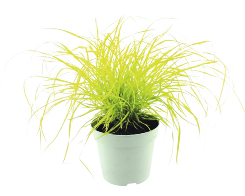 Bunkestarr Carex elata Aurea i vit kruka