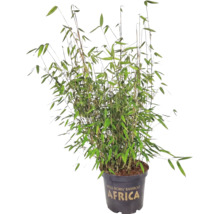 Bambu Fargesia murielae Africa i kruka.