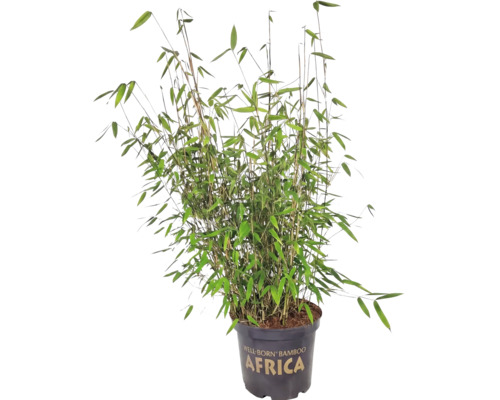 Bambu Fargesia murielae Africa i kruka.