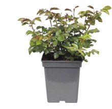 Ung planta med gröna blad och rödaktiga skott i en fyrkantig grå plastkruka.