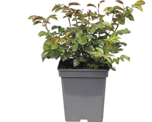 Ung planta med gröna blad och rödaktiga skott i en fyrkantig grå plastkruka.
