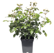 Vit rabattros i svart plastkruka med gröna blad och flera blomknoppar.