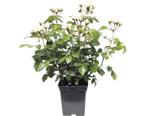 Vit rabattros i svart plastkruka med gröna blad och flera blomknoppar.