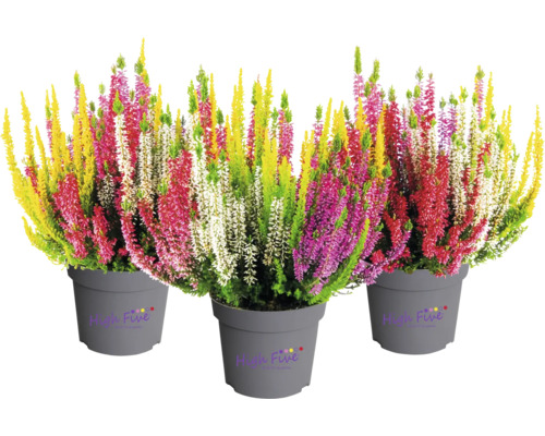 Tre krukor med flerfärgad ljung Calluna vulgaris, High Five Logo.