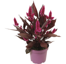 Celosia med rosa blommor och mörkröda blad i en plastkruka.
