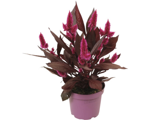 Celosia med rosa blommor och mörkröda blad i en plastkruka.