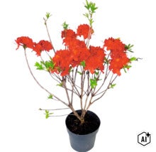 Blommande azalea med orangea blommor i en kruka. (Image AI modified or generated)