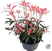 Buskrosling Pieris japonica med rödaktiga skott i svart odlingskruka. (Image AI modified or generated)