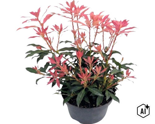 Buskrosling Pieris japonica med rödaktiga skott i svart odlingskruka. (Image AI modified or generated)