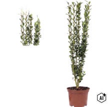 Ilex crenata Fastigiata, japansk järnek, upprättväxande buske i kruka med små gröna blad. (Image AI modified or generated)