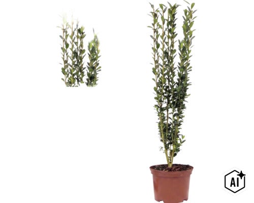 Ilex crenata Fastigiata, japansk järnek, upprättväxande buske i kruka med små gröna blad. (Image AI modified or generated)