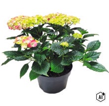Hortensia Hydrangea macrophylla i kruka med gröna blad och blomklasar. (Image AI modified or generated)