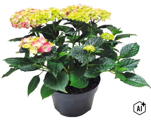 Hortensia Hydrangea macrophylla i kruka med gröna blad och blomklasar. (Image AI modified or generated)