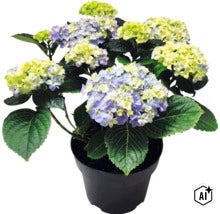 Hortensia i kruka med blå och ljusgröna blommor och gröna blad. (Image AI modified or generated)