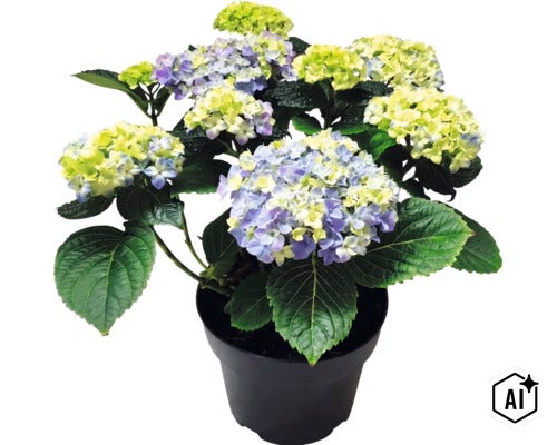 Hortensia i kruka med blå och ljusgröna blommor och gröna blad. (Image AI modified or generated)