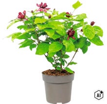 Kryddbuske Calycanthus med mörkröda blommor i en grå plastkruka. (Image AI modified or generated)