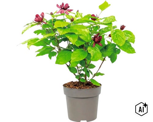 Kryddbuske Calycanthus med mörkröda blommor i en grå plastkruka. (Image AI modified or generated)