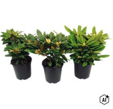Tre rhododendronväxter med knoppar i svarta plastkrukor. (Image AI modified or generated)