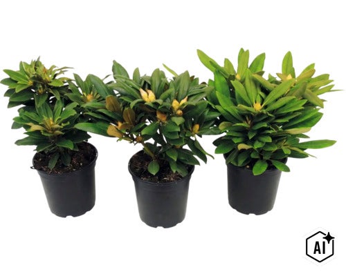 Tre rhododendronväxter med knoppar i svarta plastkrukor. (Image AI modified or generated)