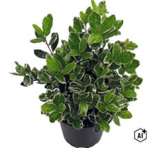 Klätterbenved Euonymus fortunei Emerald Gaiety i en svart plastkruka. (Image AI modified or generated)