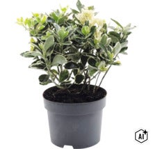 Klätterbenved Euonymus fortunei i svart plastkruka. (Image AI modified or generated)