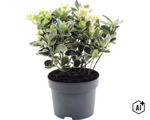 Klätterbenved Euonymus fortunei i svart plastkruka. (Image AI modified or generated)