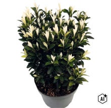 Japansk benved Euonymus japonicus Paloma Blanca i plastkruka med mörkgröna blad och vita skottspetsar. (Image AI modified or generated)