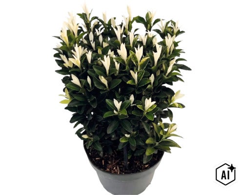 Japansk benved Euonymus japonicus Paloma Blanca i plastkruka med mörkgröna blad och vita skottspetsar. (Image AI modified or generated)