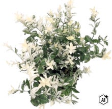 Klätterbenved Euonymus fortunei med grön-vita brokiga blad. (Image AI modified or generated)