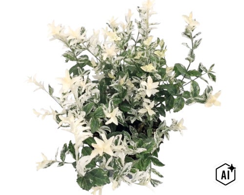 Klätterbenved Euonymus fortunei med grön-vita brokiga blad. (Image AI modified or generated)